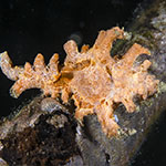 Chicoreus brunneus